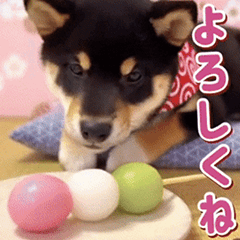 Black Shiba Inu Event