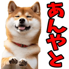 石川金沢弁☆柴犬