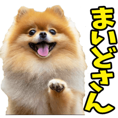 石川金沢弁☆ポメラニアン
