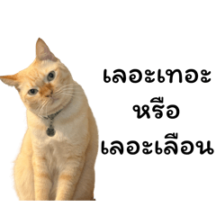 Nual Cat everyday reactions