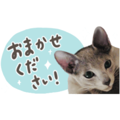 renalomoudel by corinco