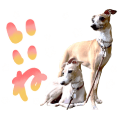 lino e ruca by corinco