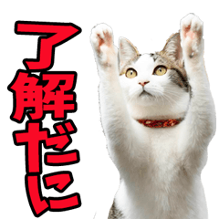 島根出雲弁☆にゃんこ