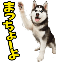 島根出雲弁☆わんこ