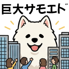 Giant Samoyed Dog Daily Life