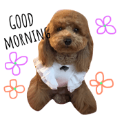 DOG MOAchan