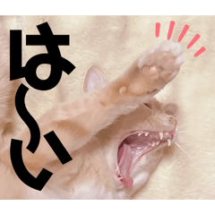 Mochioba_20251216184506