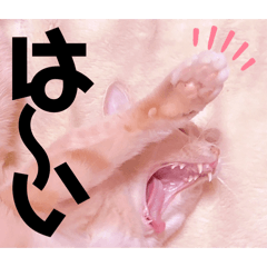 Mochioba_20251217094037