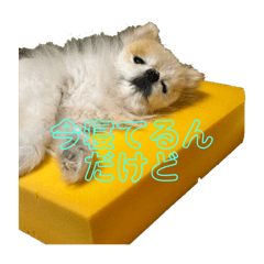 RINGO_20251216165331