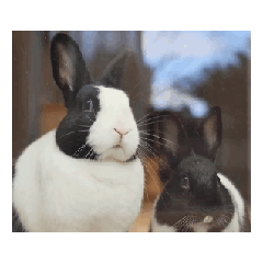 兔蛋＆黑糖-第一彈