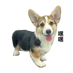 brown sugar corgi