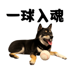 Mozuku_shibainu_20251215082117