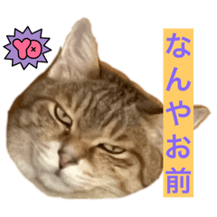 amamiya_20251216010553