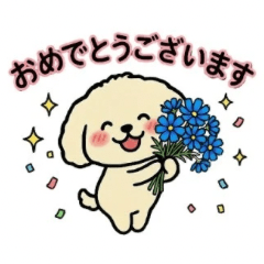 Fluffy White Poodle's Daily Life