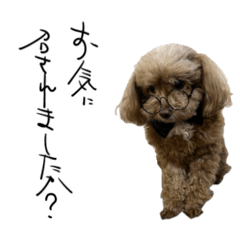 Dandy the Toy Poodle Butler Part 2