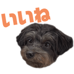 kaisendon_20251216215042