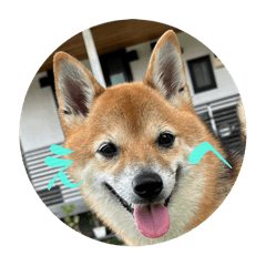 green_20251216145303