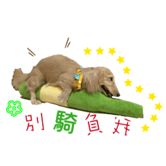 咪露的日常❤️