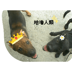 可愛小dog