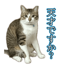 Ninnin_20251216031803