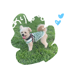 expressive dog_20251211235811