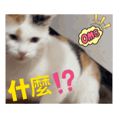 趙寶寶動態貼圖