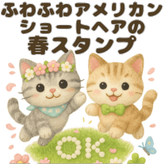 Fluffy American Shorthairs Spring