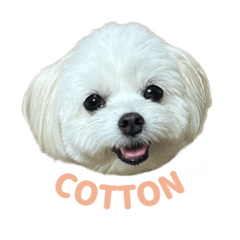 Stickers of Cotton ver3