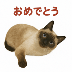 Siamese cat realistic stickers 2