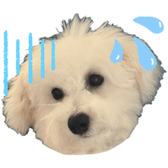 Vanilla_20251216094513