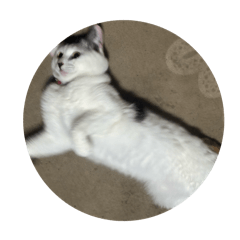 sawaidayo_20251216095959