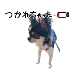 F.mugi Can be used everyday