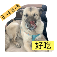 Kelly 狗狗