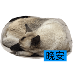 Lin 妞妞