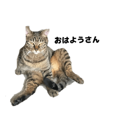 sayasaya_20251217013807