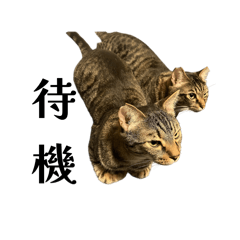 Chinya_20251215161748