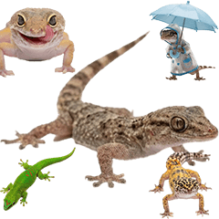 守宮・蜥蜴 實拍