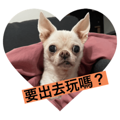 貝貝貼圖第1彈-貝貝是很累的狗