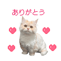 Most Lovely Cats In The Universe