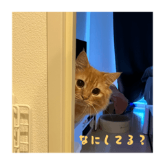 haruwo_20251217033055