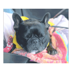 うごく！ぺしゅの日常2