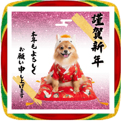 午きぐるみポメラニアンのBIGお正月