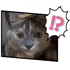 HINAMam_20251216220724