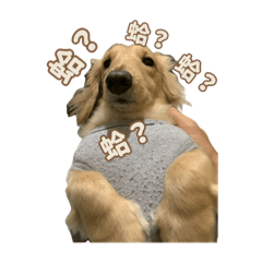 樂樂是可愛小狗