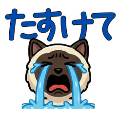 Overreaction Siamese Cat 3 Text