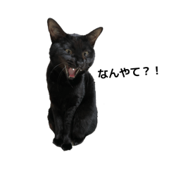 sayasaya_20251217004849