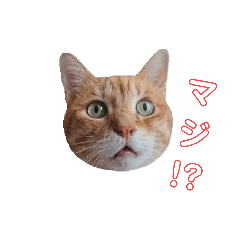 manmarugahaku_20251217005303