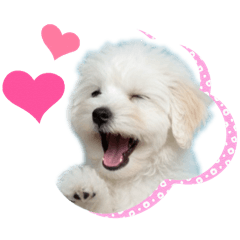 Vanilla_20251217120940