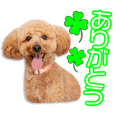 西原家のモコちゃん3