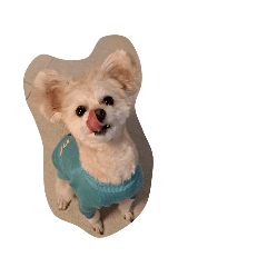 expressive dog_20251215223823